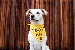 Rehome petfinder sales